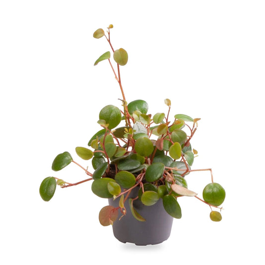 Peperomia Pepperspot im 6-cm-Kulturtopf im Lieferzustand, freigestellt auf Weiß