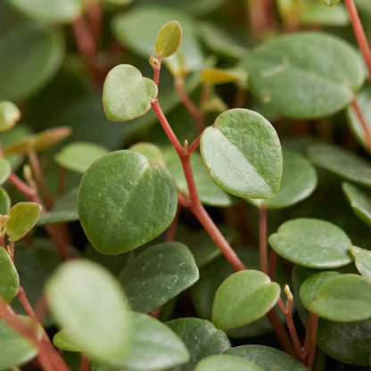Nahaufnahme der glänzend grünen, runden Blätter der Peperomia Pepperspot an roten Stielen