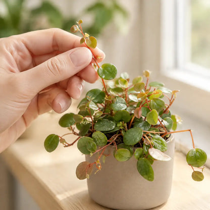 Hand hebt einen überhängenden Trieb der Peperomia Pepperspot an