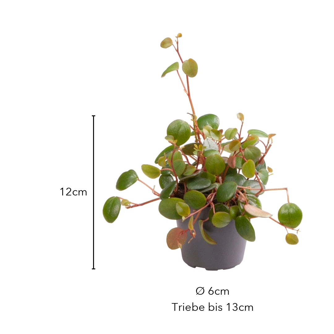 Größe Peperomia Pepperspot: 12 cm, Topf Ø 6 cm, Triebe bis 13 cm
