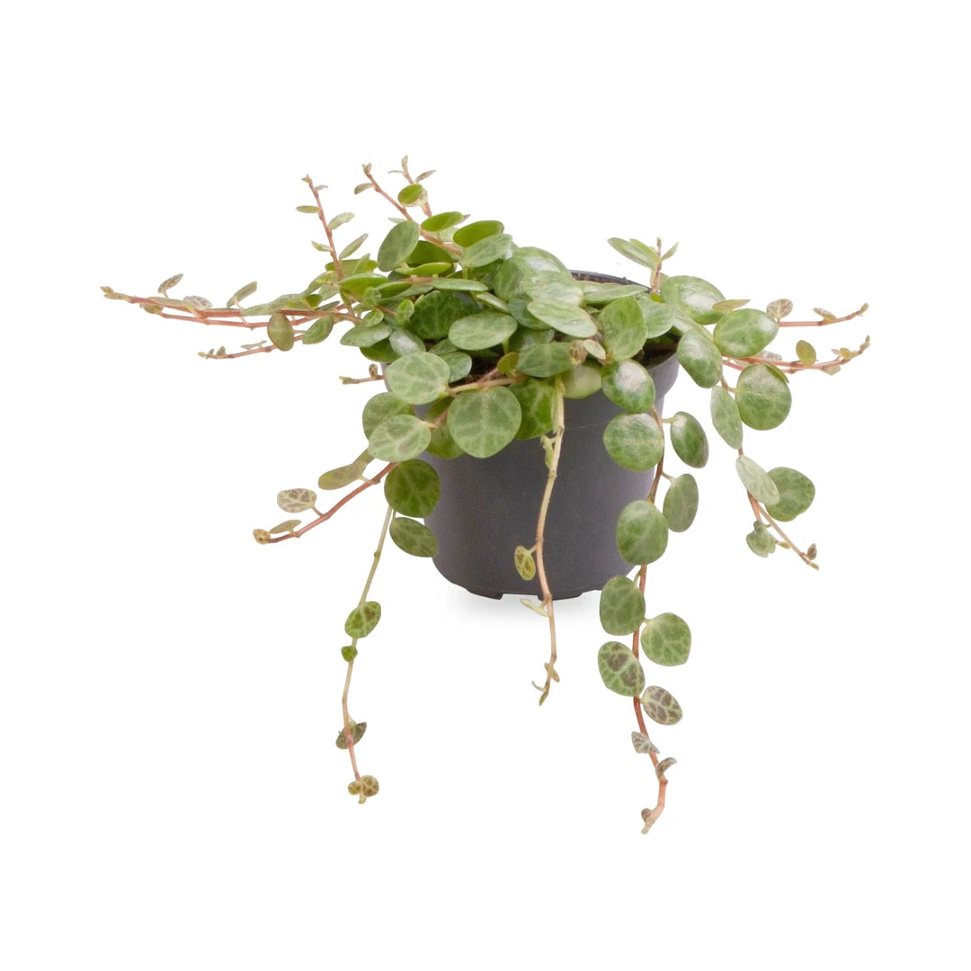 String of Turtles im 6-cm-Kulturtopf, Lieferzustand freigestellt
