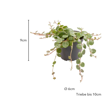 Größe Peperomia prostrata: 9 cm, Topf Ø 6 cm, Triebe bis 10 cm