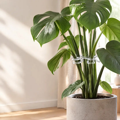 Stützring hält die Blattstiele einer Monstera im Wohnraum zusammen