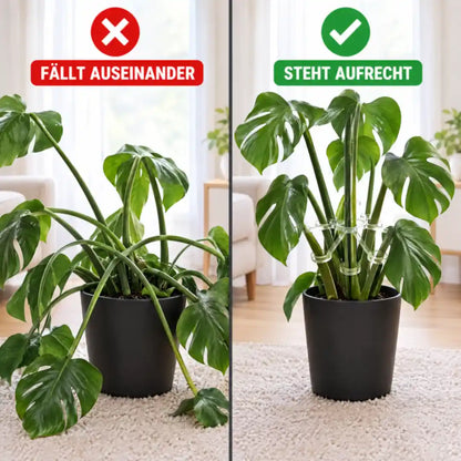 Monstera ohne und mit Stützring im Vergleich