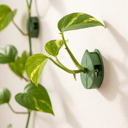 Pflanzentrieb liegt locker in der geschlossenen Schale des Pflanzenclips, ohne eingeschnürt zu werden