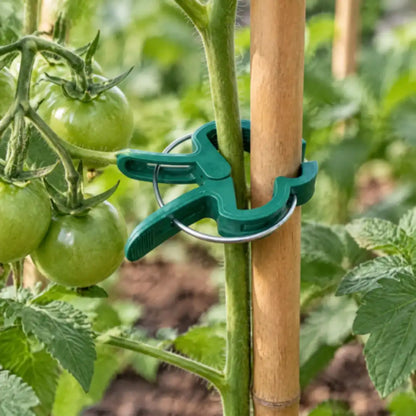 Klammer hält einen Tomatenstängel am Bambusstab