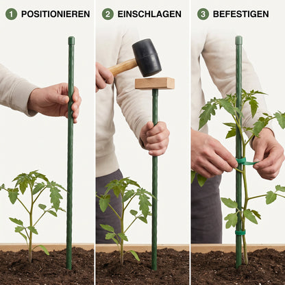 Pflanzstab Anwendung in drei Schritten: Positionieren, Einschlagen, Befestigen