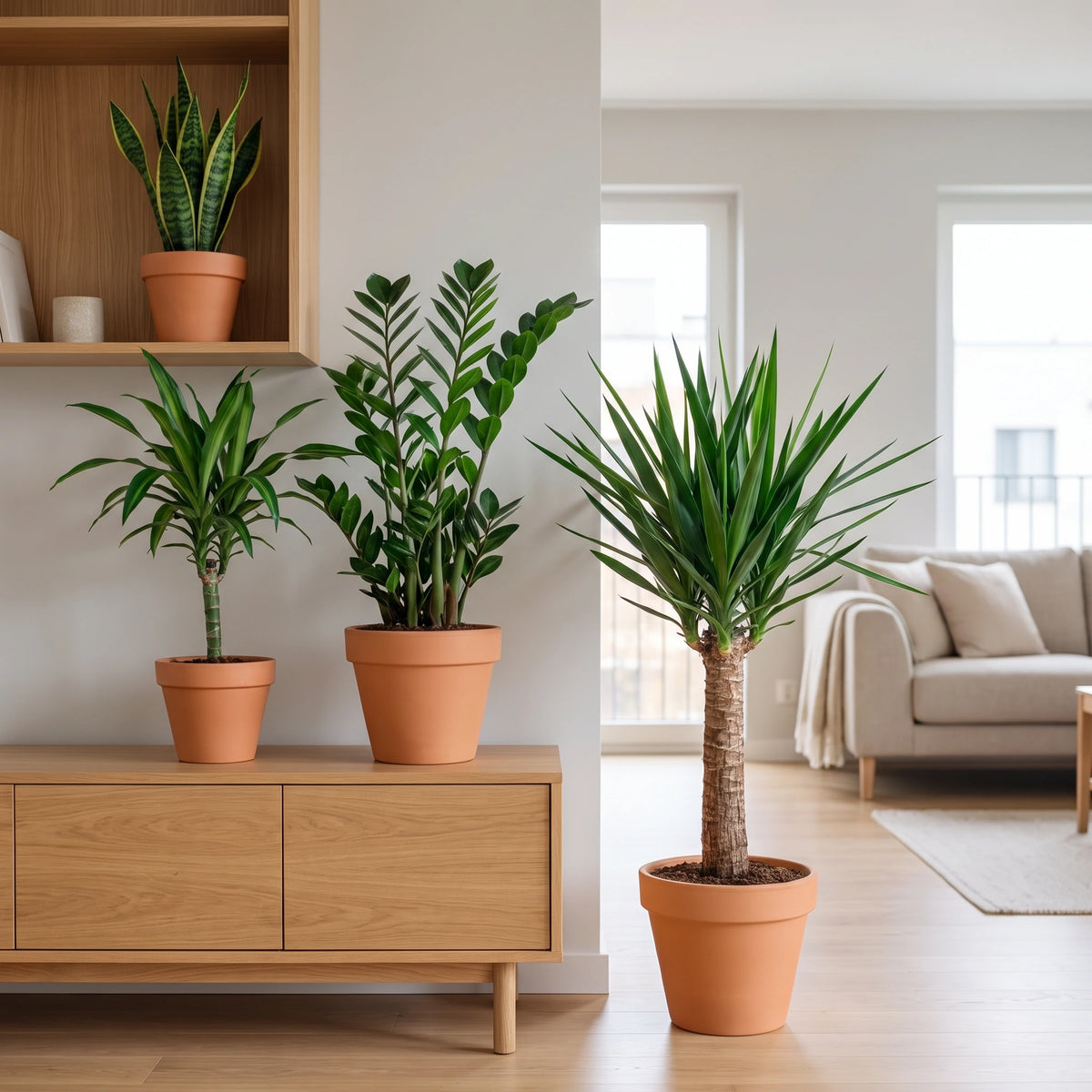 Pflegeleichtes Pflanzenset – Zusammenstellung im Wohnzimmer mit Bogenhanf, Yucca, Glücksfeder und Drachenbaum
