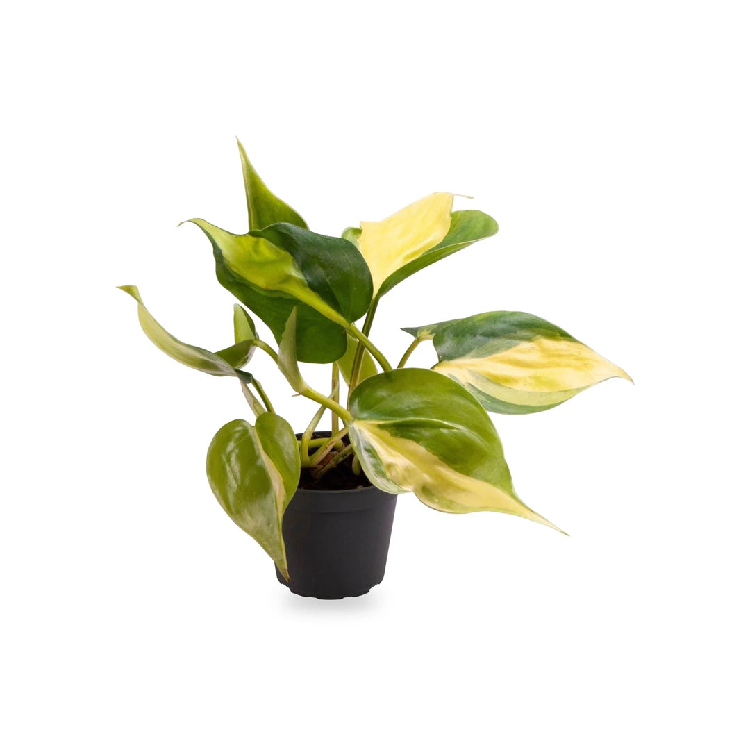Philodendron Brasil Jungpflanze im schwarzen Kulturtopf Ø 6 cm, freigestellt