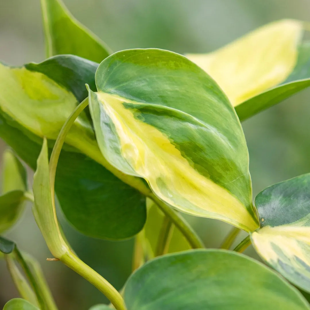 Blatt des Philodendron hederaceum 'Brasil' in Nahaufnahme mit gelbem Mittelstreifen