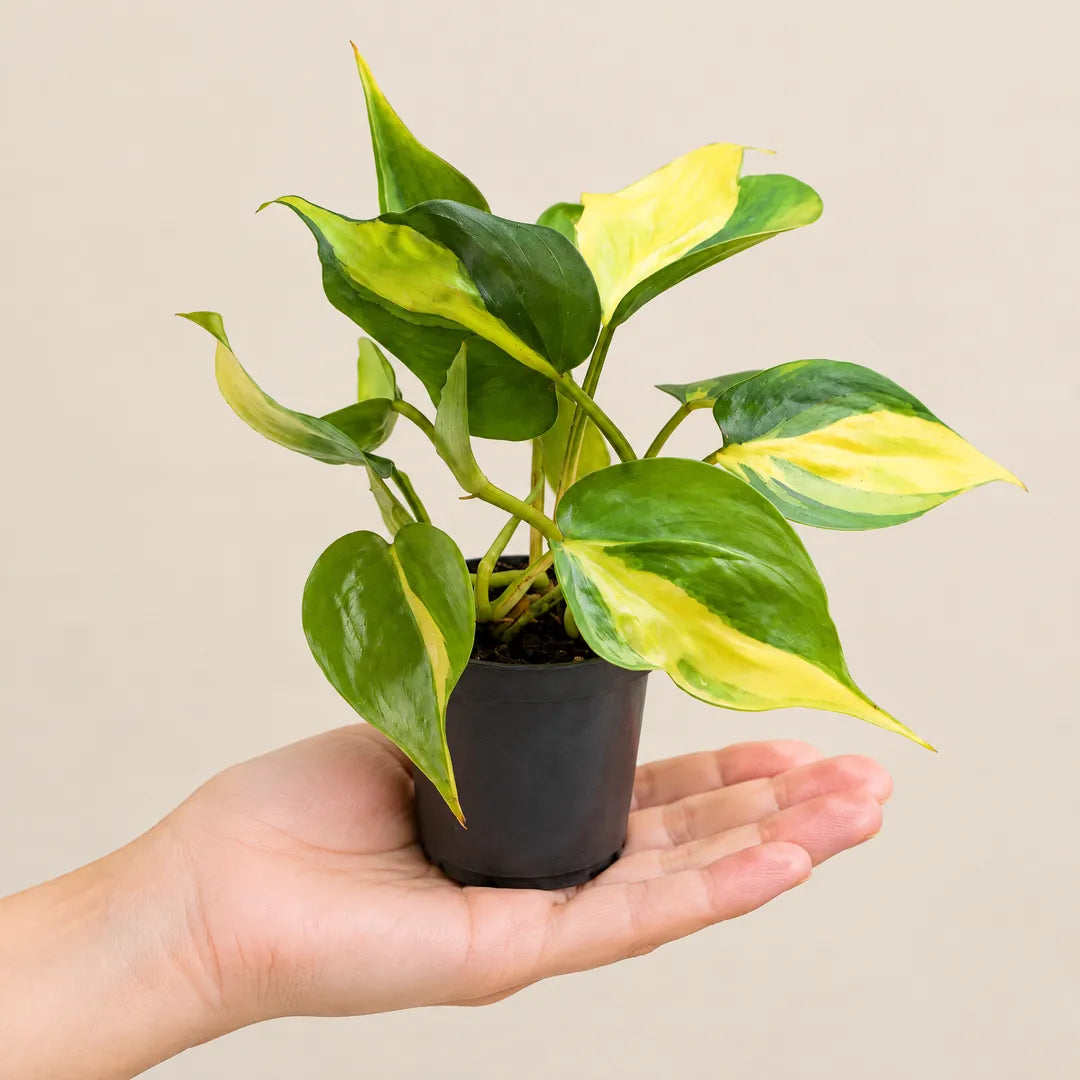 Philodendron Brasil im Ø-6-cm-Topf auf einer Handfläche als Größenvergleich