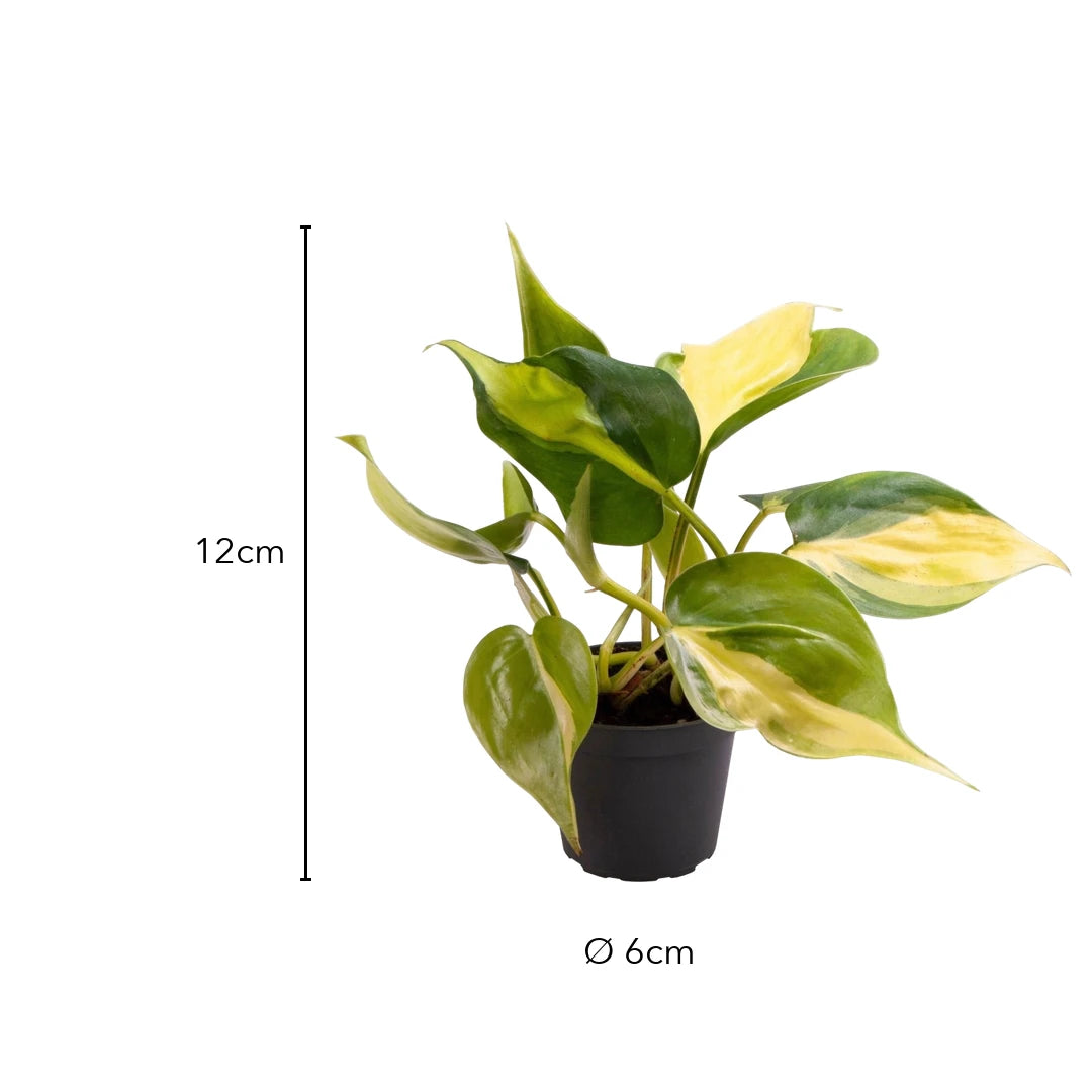 Größe Philodendron Brasil: 12cm, Topf Ø 6cm