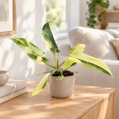 Philodendron Florida Beauty mit gelb-grün marmorierten Blättern im beigen Übertopf im hellen Wohnzimmer
