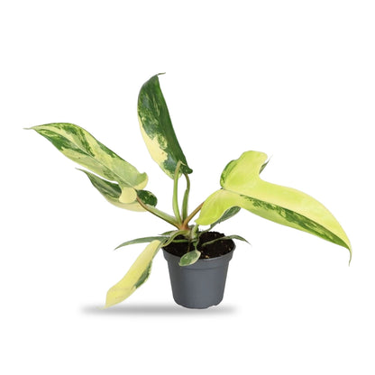 Philodendron Florida Beauty Jungpflanze im grauen 6-cm-Anzuchttopf, Lieferzustand