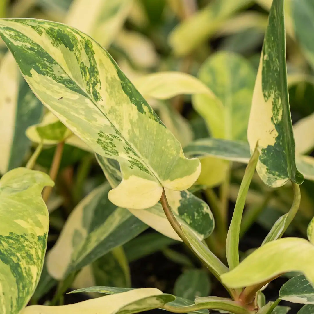 Nahaufnahme der gelb, creme und grün marmorierten Blätter des Philodendron Florida Beauty
