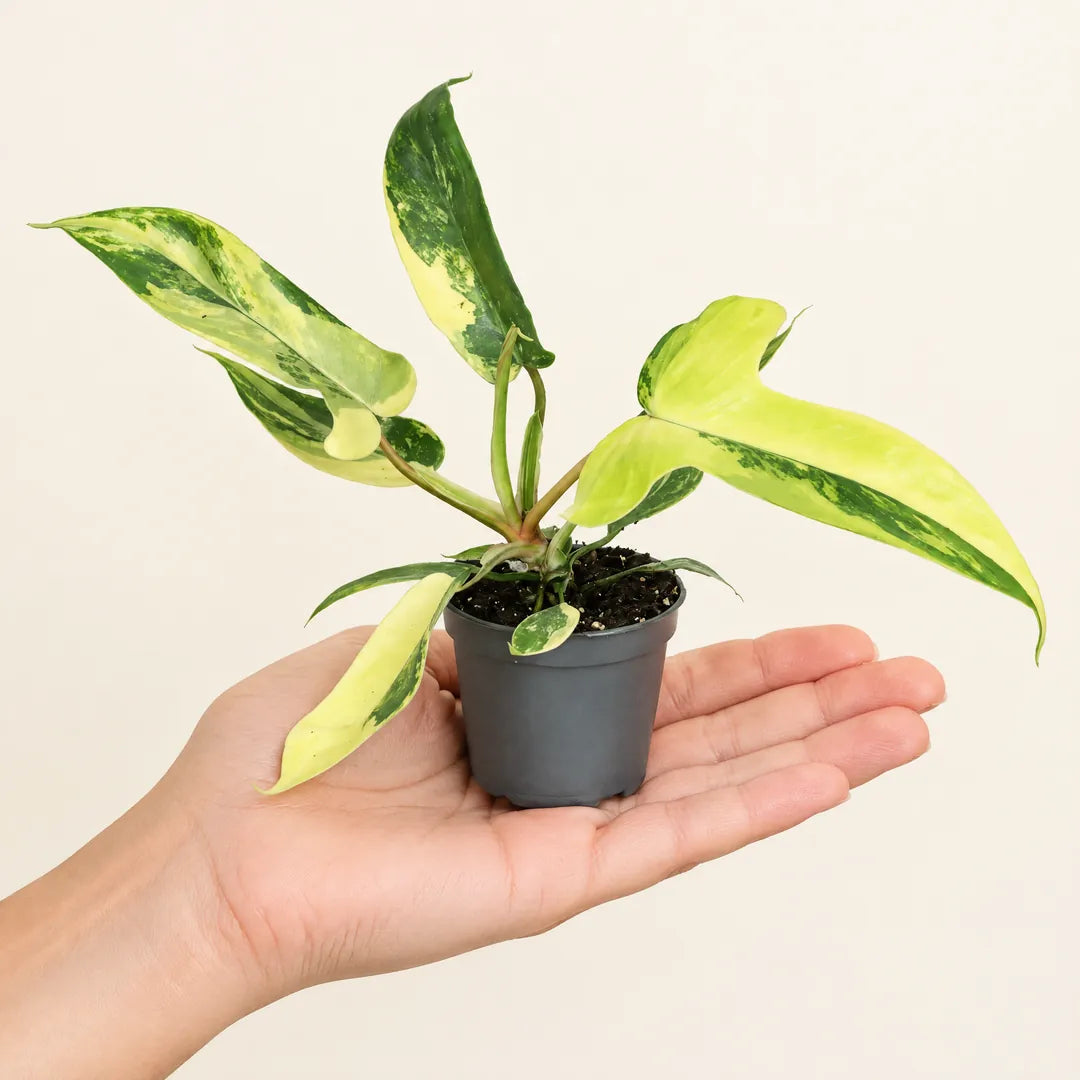 Philodendron Florida Beauty im 6-cm-Topf auf einer Handfläche als Größenvergleich