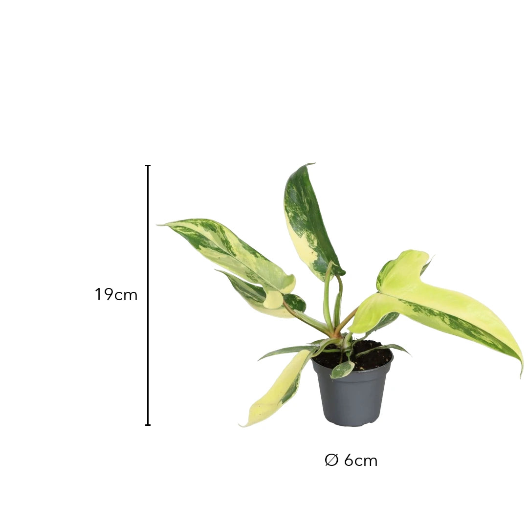 Maße Philodendron Florida Beauty: etwa 19 cm hoch mit Topf, Topf Ø 6 cm