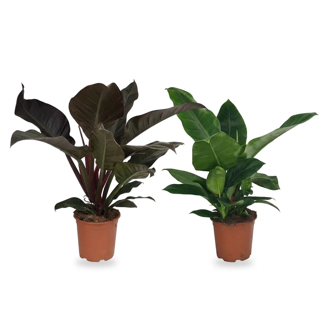 Philodendron Imperial Red und Imperial Green im Kulturtopf Ø 19 cm, Lieferzustand