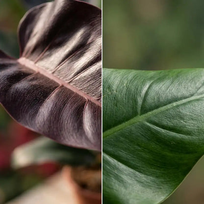 Blattnahaufnahme Philodendron Imperial Red und Imperial Green
