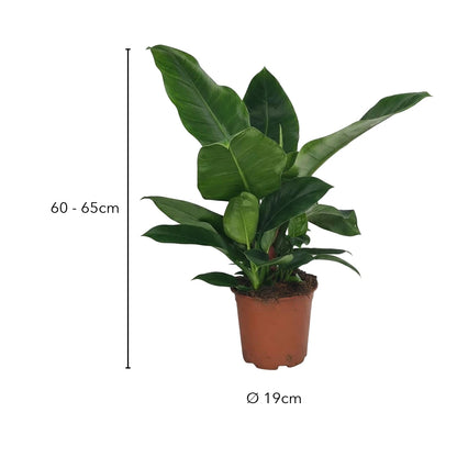 Größe Philodendron Imperial: 60 bis 65 cm hoch, Topf Ø 19 cm