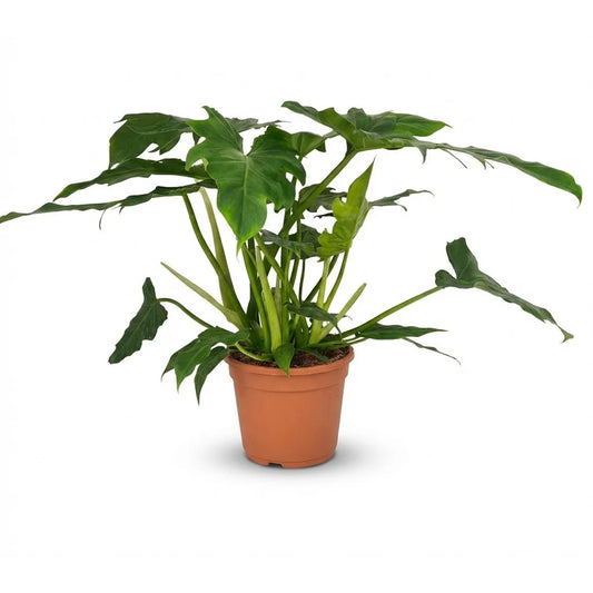 Philodendron Lacerum im Ø-19-cm-Kulturtopf im Lieferzustand, freigestellt