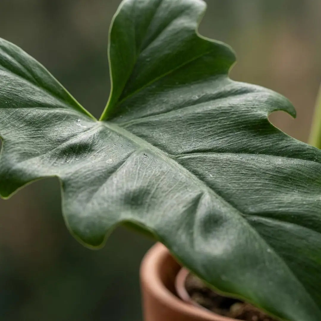 Nahaufnahme eines Philodendron-lacerum-Blatts mit eingerissenem, gewelltem Rand