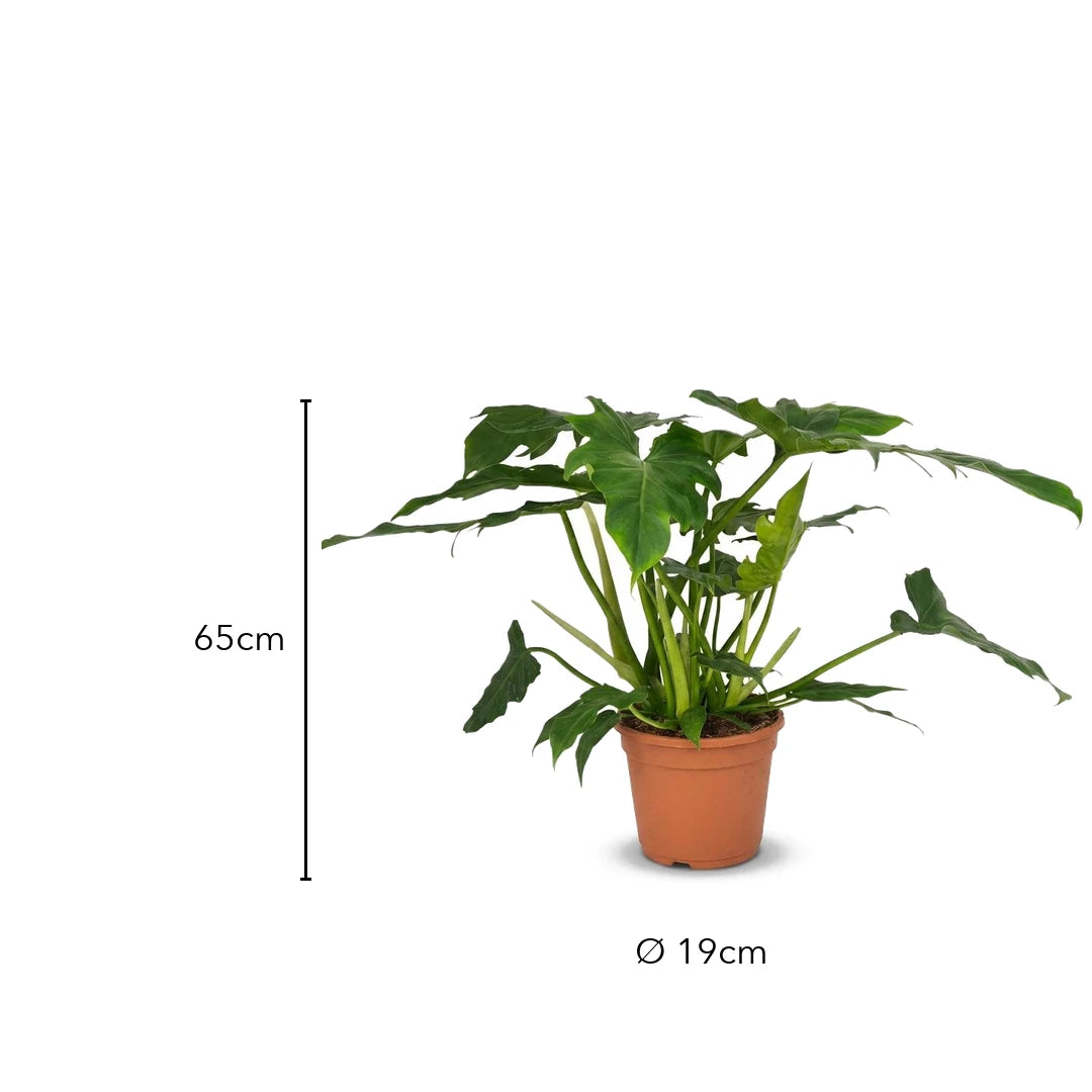 Größe Philodendron Lacerum: 65cm, Topf Ø 19cm