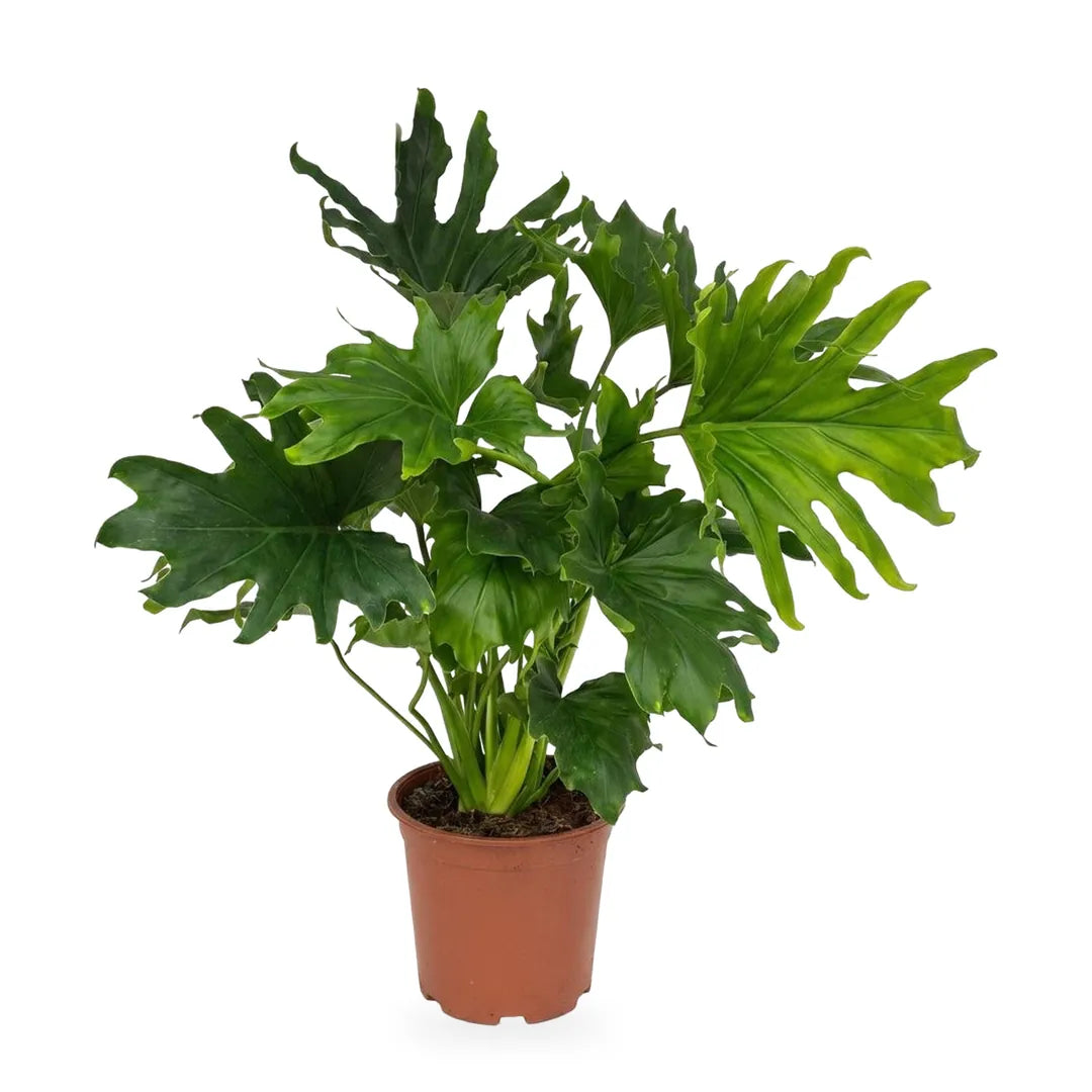 Philodendron Lickety Split im Ø-19-cm-Kulturtopf im Lieferzustand, ca. 70 cm hoch