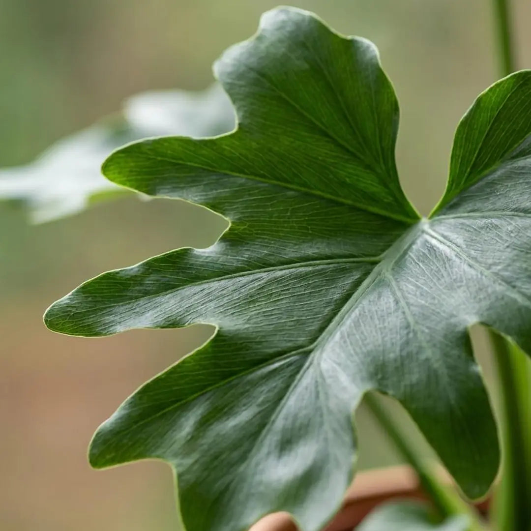 Nahaufnahme eines tief geschlitzten Blatts des Philodendron Lickety Split