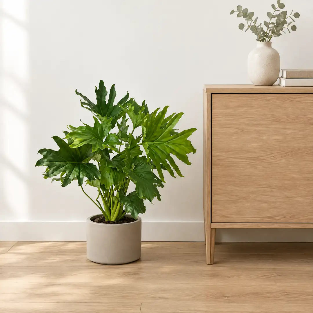 Philodendron Lickety Split im Übertopf neben einem 80 cm hohen Sideboard