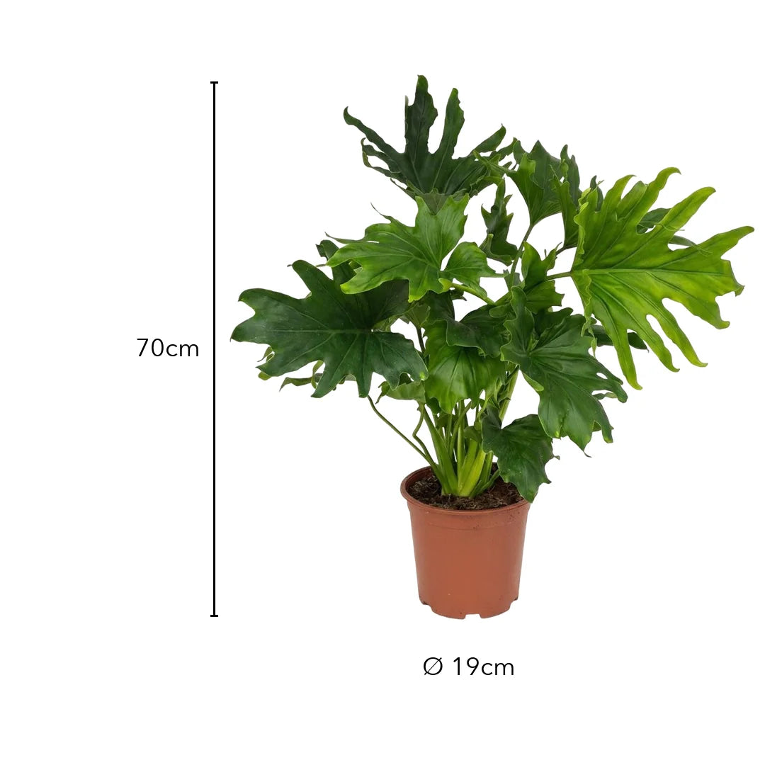 Größe Philodendron Lickety Split: 70 cm, Topf Ø 19 cm