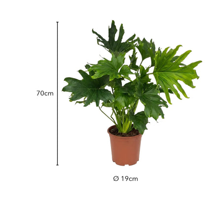Größe Philodendron Lickety Split: 70 cm, Topf Ø 19 cm
