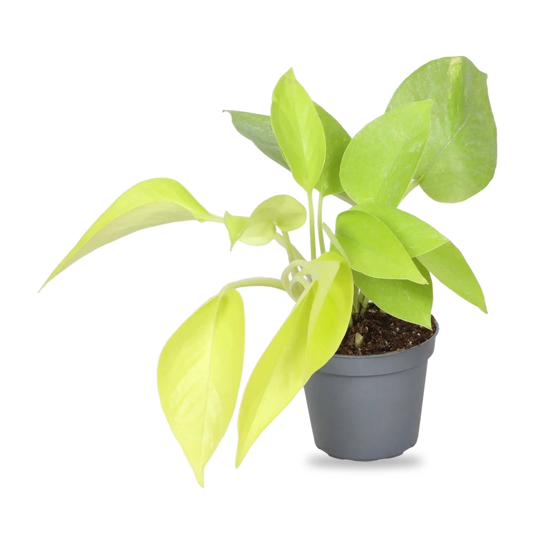 Philodendron Neon Jungpflanze im grauen Anzuchttopf Ø 6 cm, freigestellt