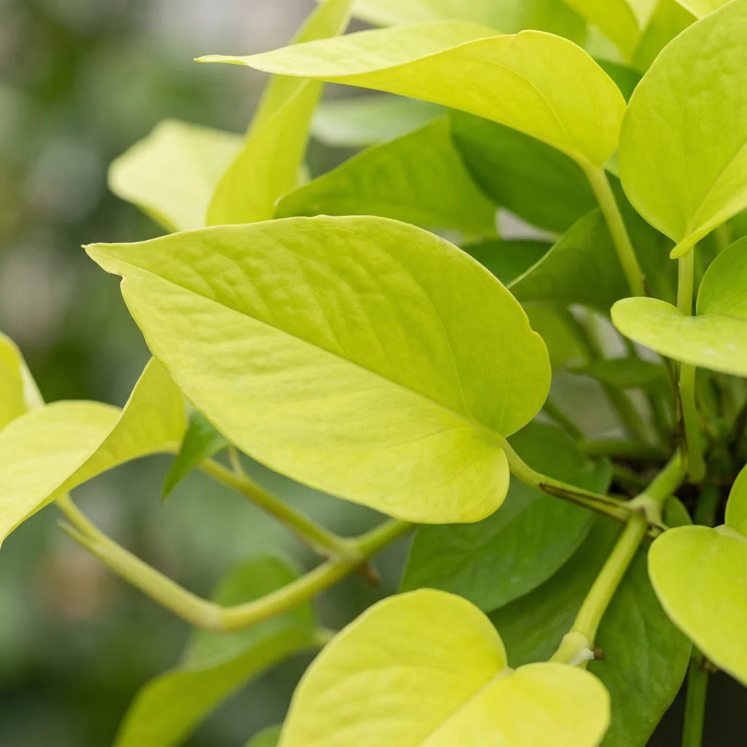 Neon-gelbgrüne herzförmige Blätter des Philodendron Neon in Nahaufnahme