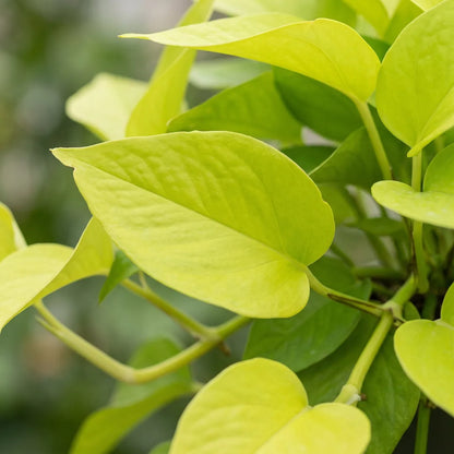 Neon-gelbgrüne herzförmige Blätter des Philodendron Neon in Nahaufnahme