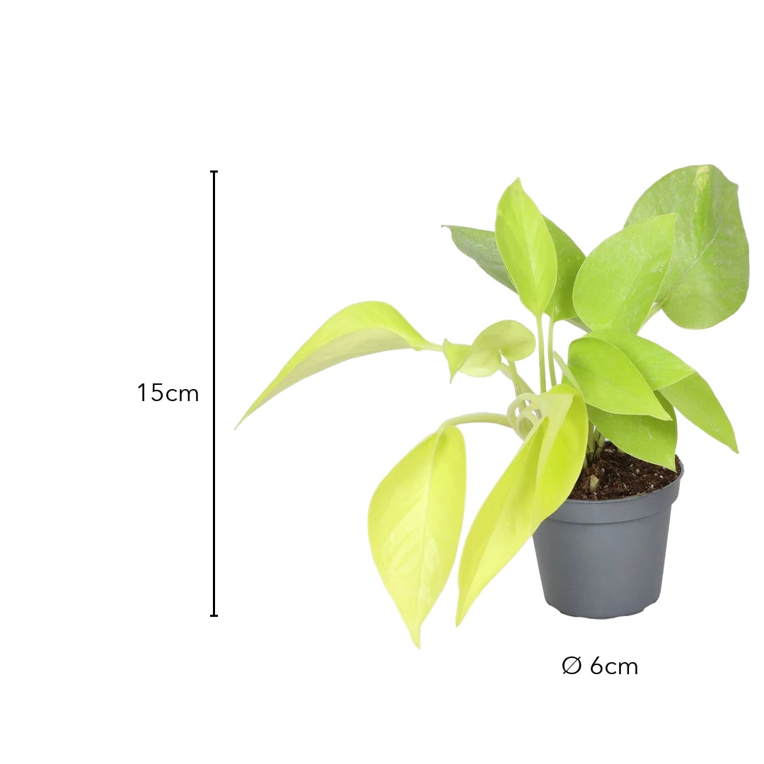 Größe Philodendron Neon: 15 cm, Topf Ø 6 cm