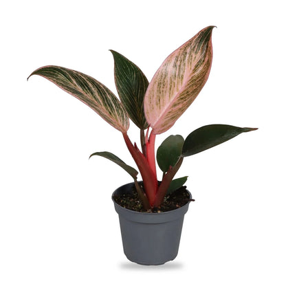 Philodendron Pink Bikini Jungpflanze im grauen 6-cm-Anzuchttopf, freigestellt