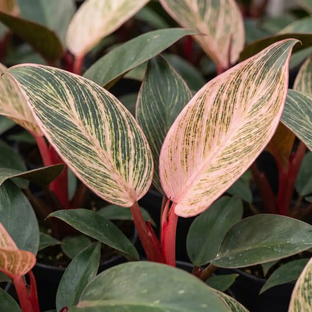 Nahaufnahme der rosa Blätter mit grünen Nadelstreifen und roten Stielen des Philodendron Pink Bikini