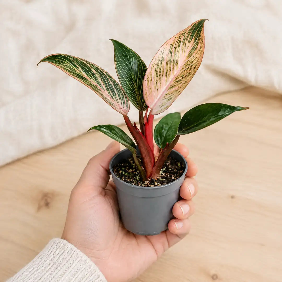 Philodendron Pink Bikini im 6-cm-Anzuchttopf auf einer Handfläche als Größenvergleich