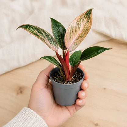 Philodendron Pink Bikini im 6-cm-Anzuchttopf auf einer Handfläche als Größenvergleich