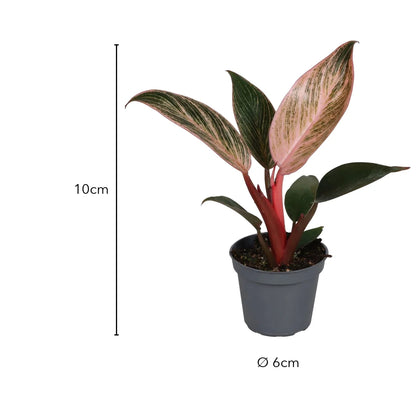 Größe Philodendron Pink Bikini: 10cm, Topf Ø 6cm