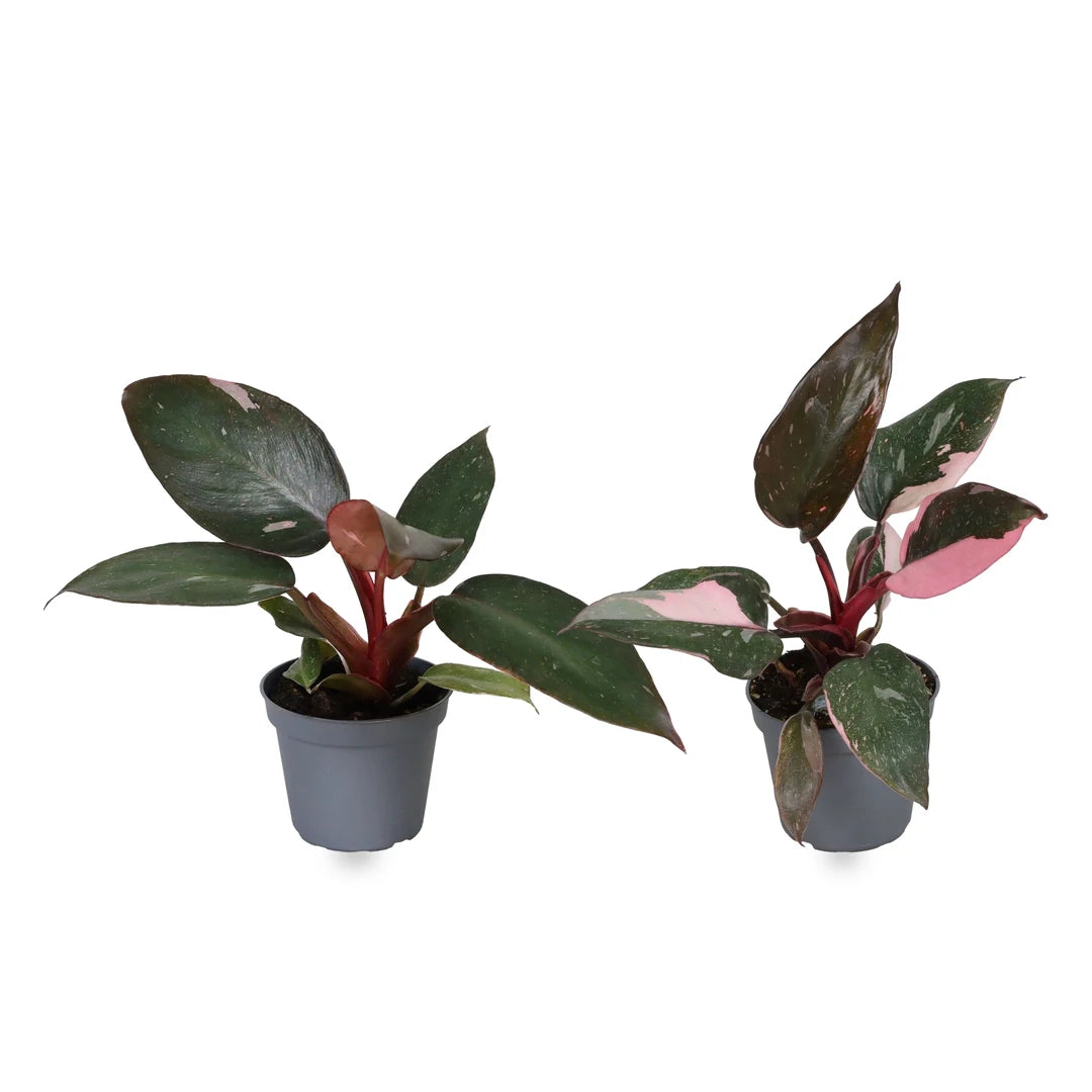 Philodendron Pink Princess gesprenkelt und Marble nebeneinander im grauen Anzuchttopf Ø 6 cm