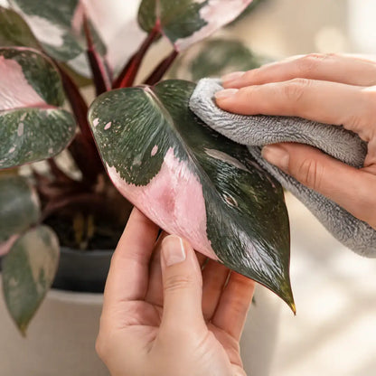 Hand wischt ein rosa panaschiertes Pink-Princess-Blatt mit einem weichen Tuch ab