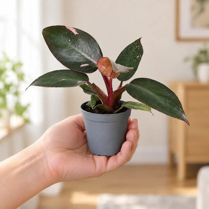 Philodendron Pink Princess im Ø-6-cm-Anzuchttopf auf einer Handfläche als Größenvergleich