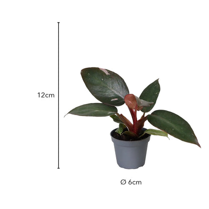 Größe Philodendron Pink Princess: ca. 12 cm, Topf Ø 6 cm