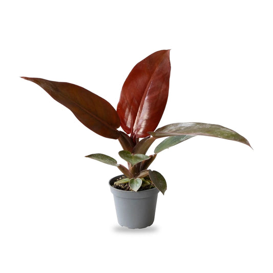 Philodendron Sun Red Jungpflanze im grauen 6-cm-Anzuchttopf, freigestellt