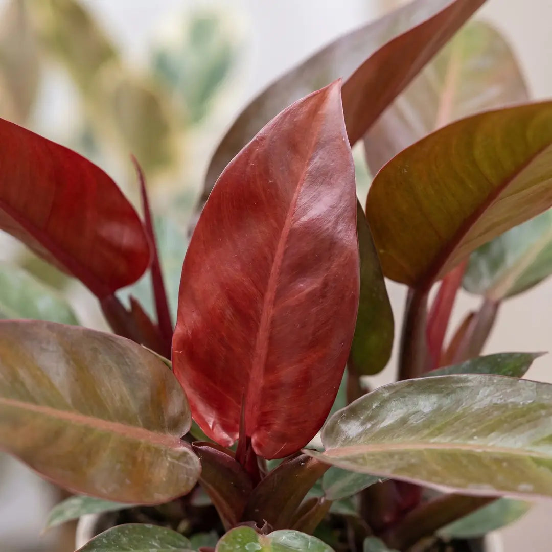 Nahaufnahme der glänzenden weinroten Blätter des Philodendron Sun Red