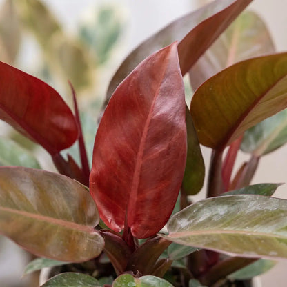 Nahaufnahme der glänzenden weinroten Blätter des Philodendron Sun Red
