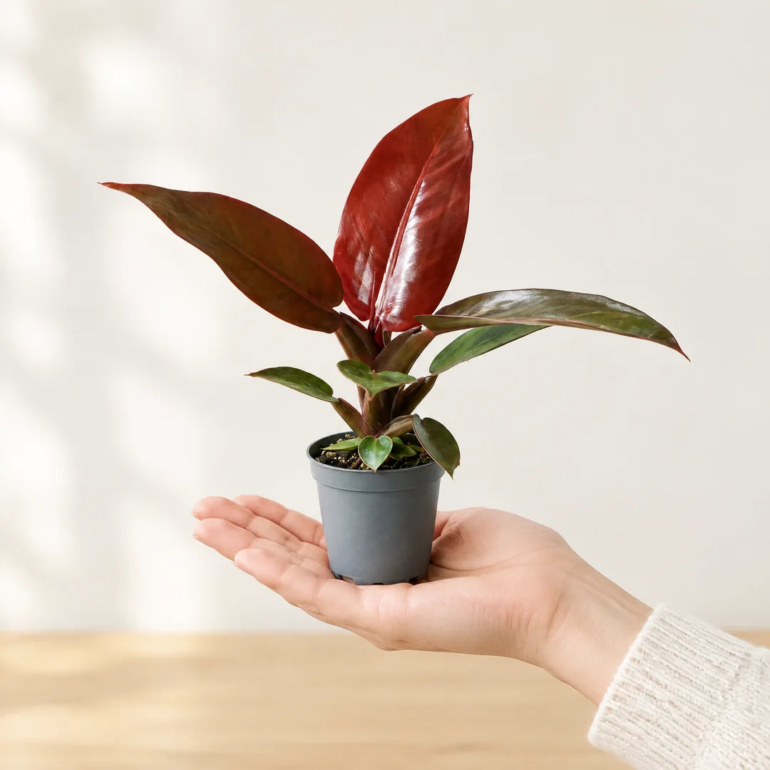 Philodendron Sun Red im 6-cm-Anzuchttopf auf einer Handfläche als Größenvergleich