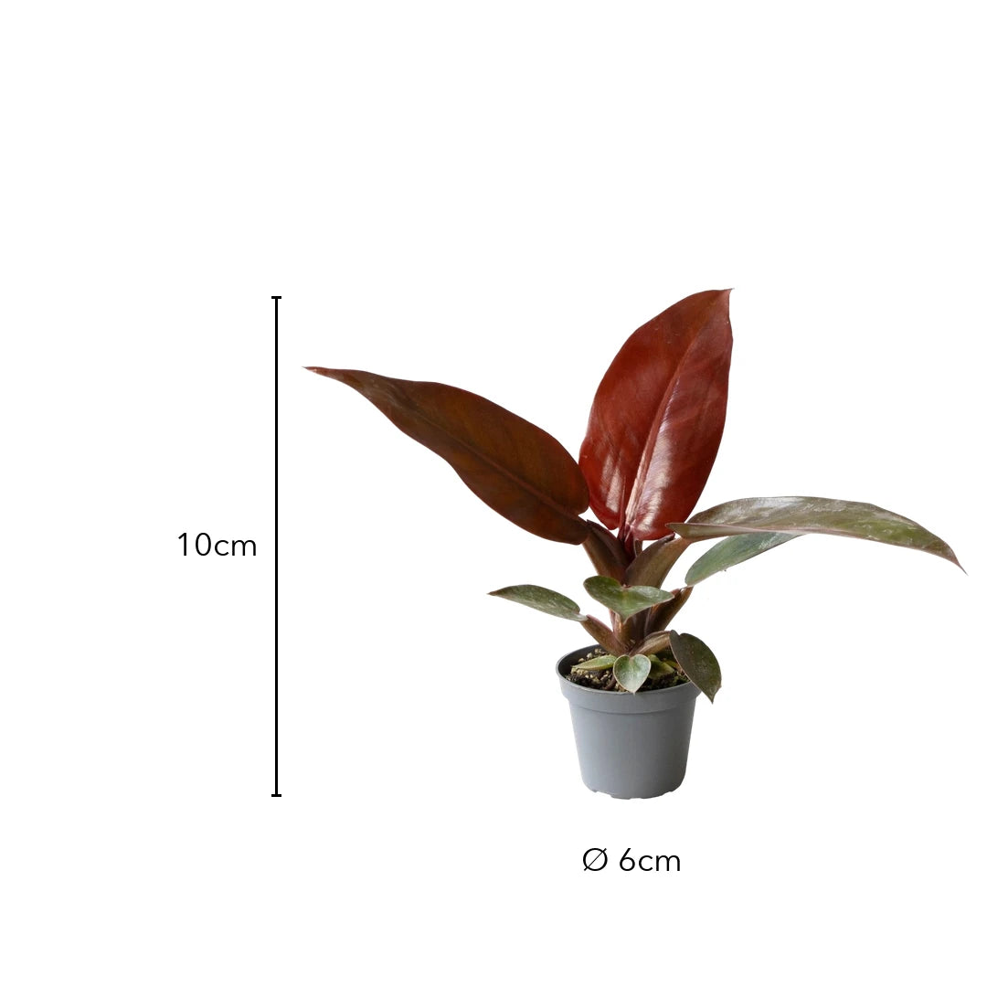 Größe Philodendron Sun Red: 10cm, Topf Ø 6cm